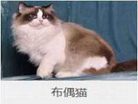 睢宁县沙集镇欣鼎建材销售部