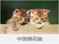 睢宁县沙集镇欣鼎建材销售部