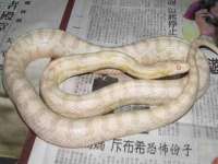 睢宁县沙集镇欣鼎建材销售部